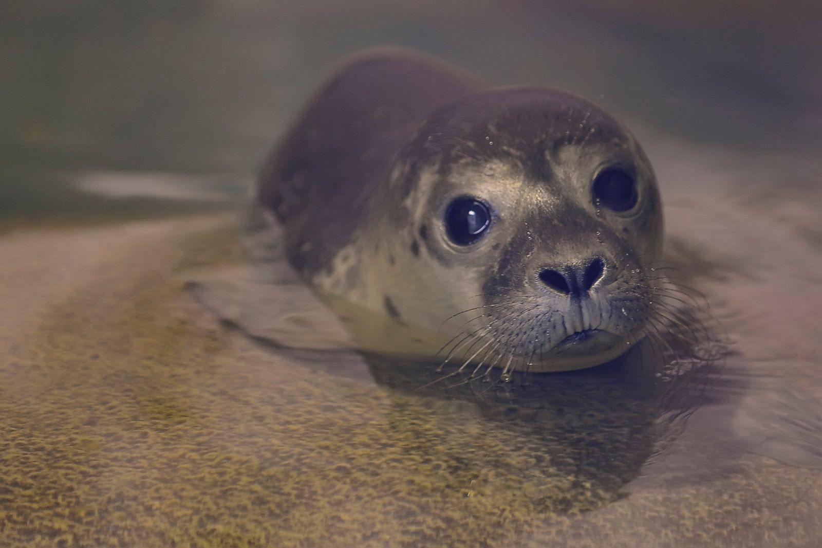 Baby Seal Chills Out Picture | The cutest animals roundup - ABC News