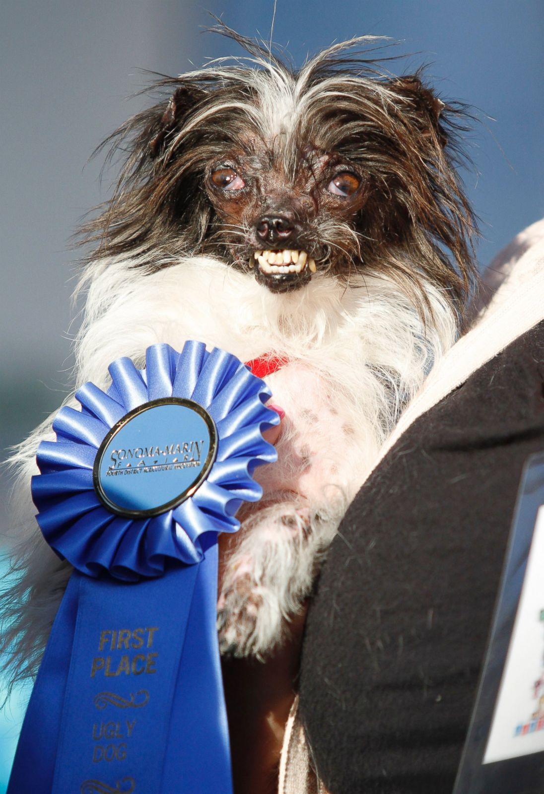 world-s-ugliest-dogs-photos-image-1-abc-news