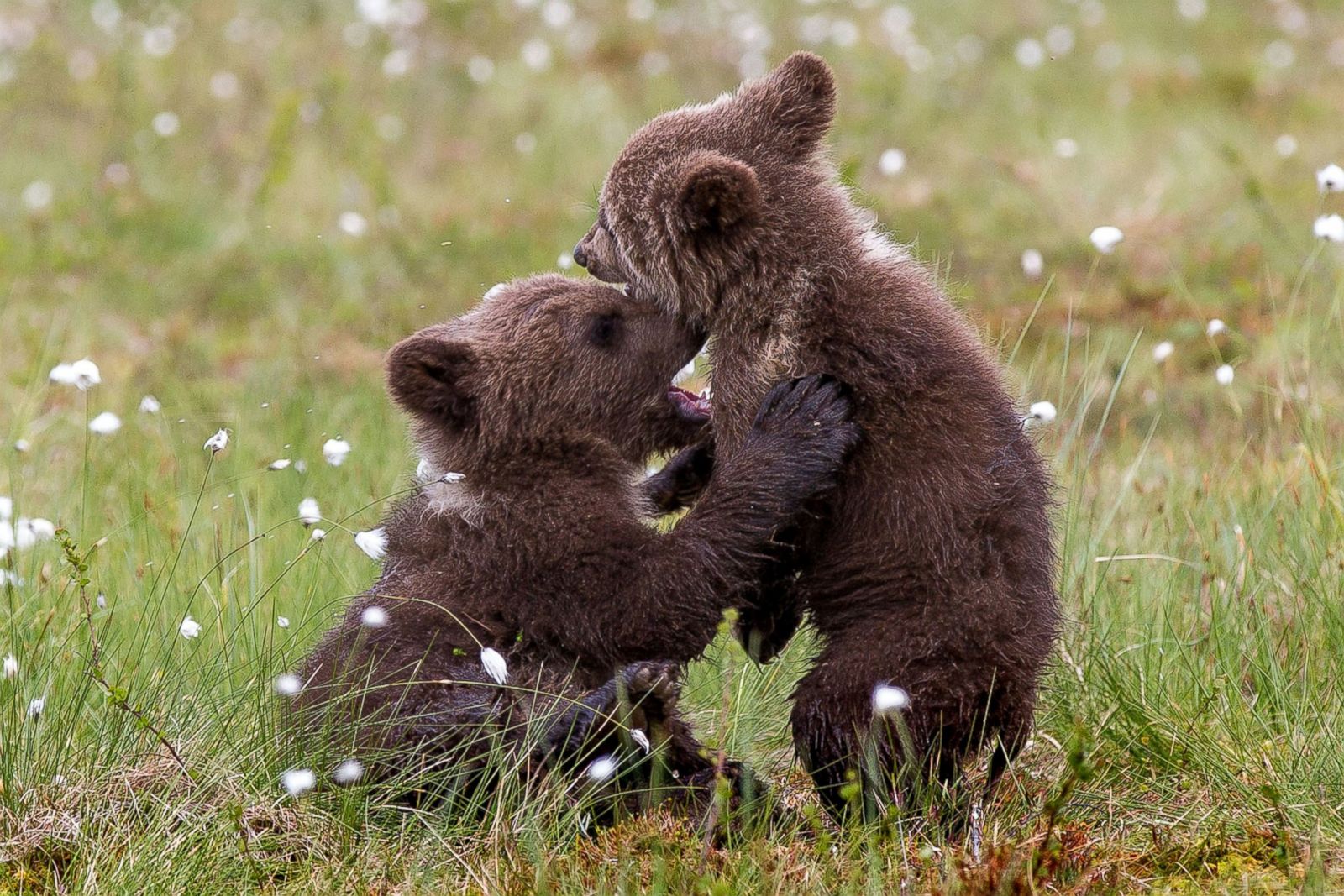 Adorable Cubs Have A Bear Hug! Picture | Cutest baby animals from around the world ...1600 x 1067