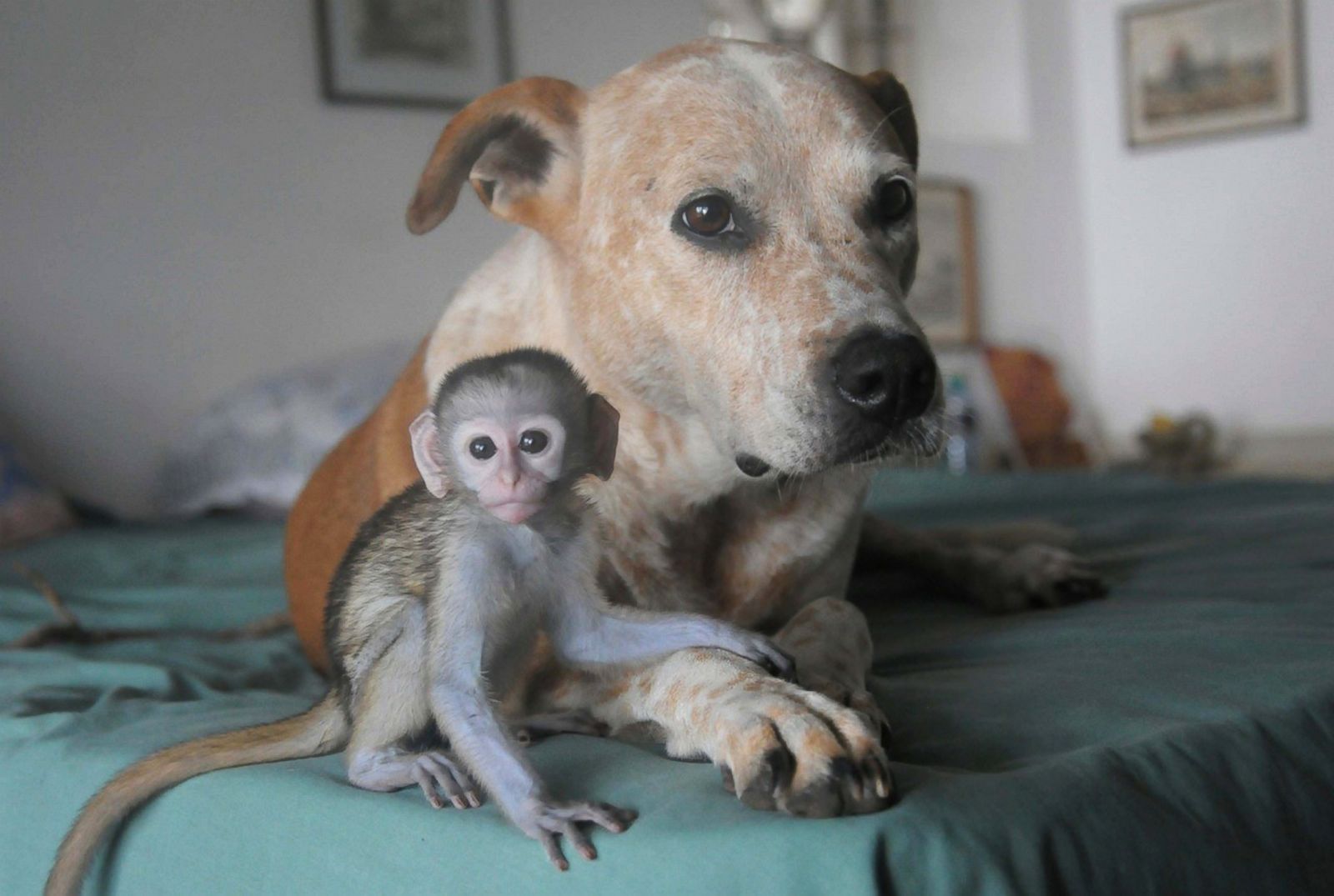 Image result for Baby Monkey is Best Friends with Goat