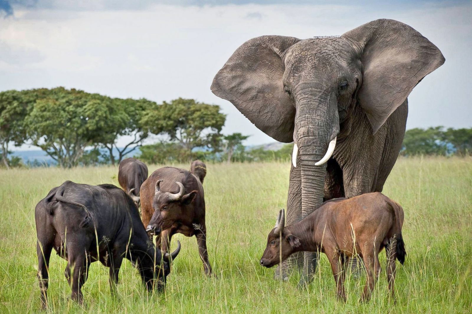 CN_elephant_buffalo_jef_140619_3x2_1600.jpg