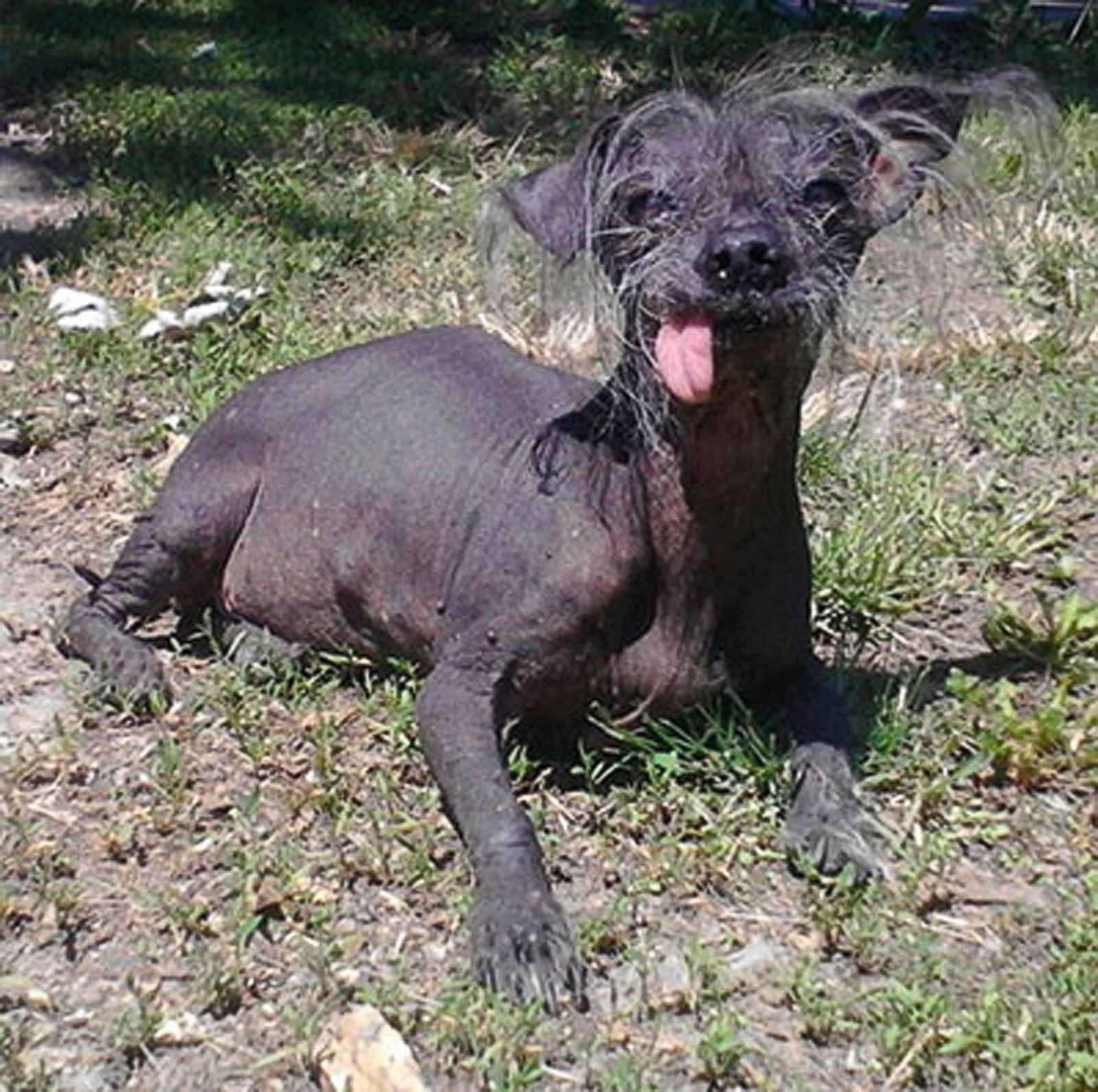 Meet the 'World's Ugliest Dog' Photos Image 3 ABC News
