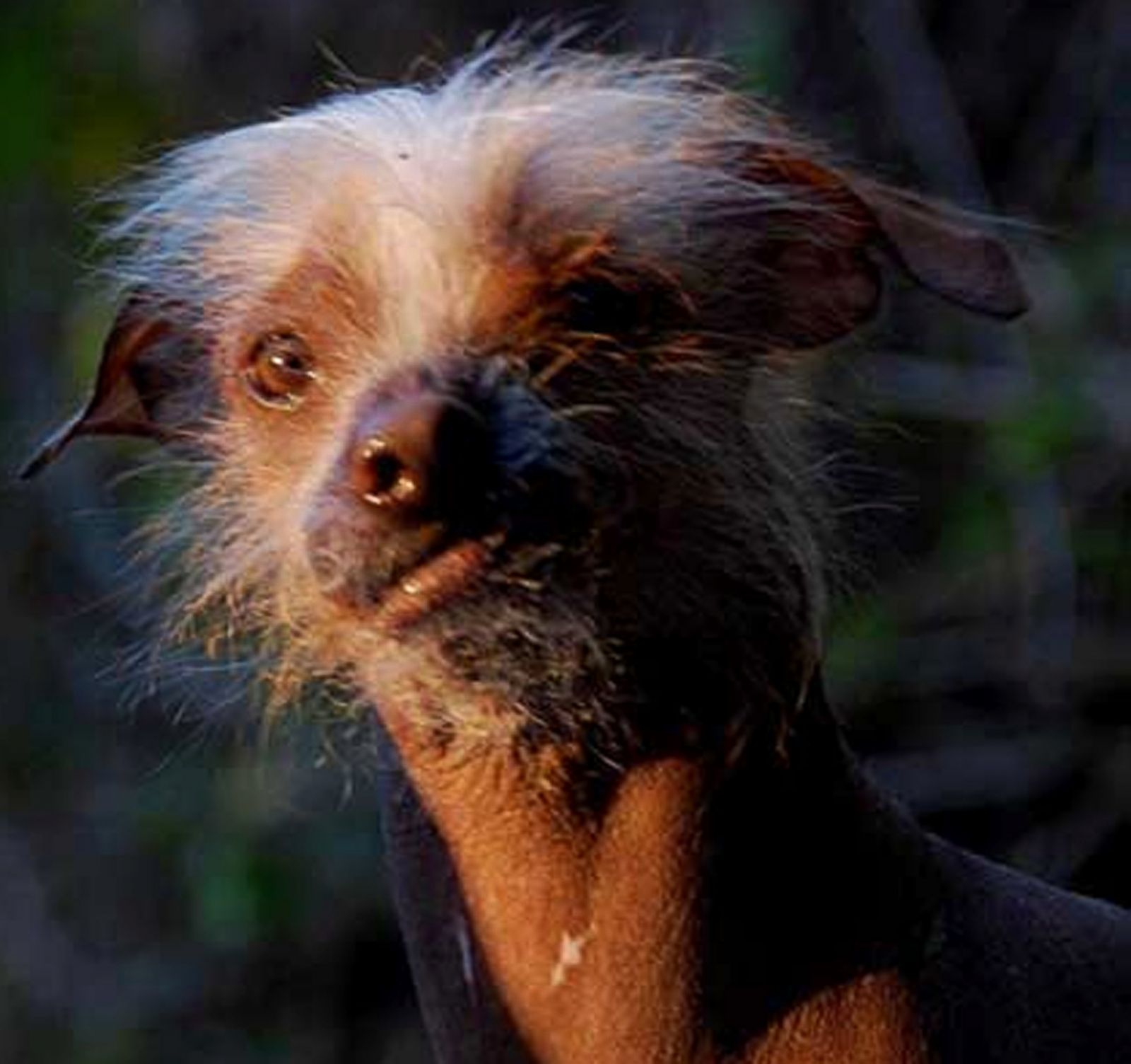 Meet the 'World's Ugliest Dog' Photos Image 3 ABC News