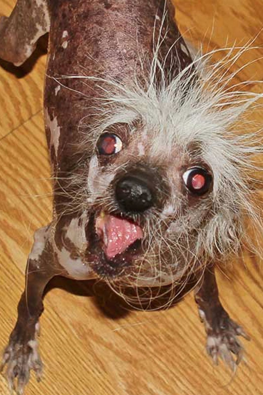 Meet the 'World's Ugliest Dog' Photos Image 12 ABC News