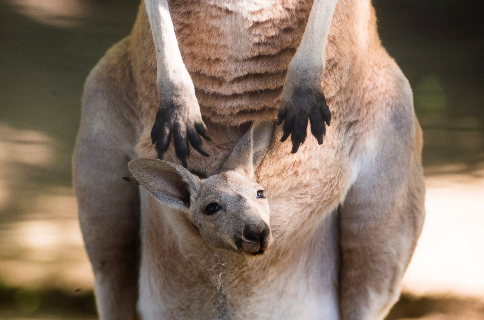 a-baby-kangaroo-peeks-out-of-its-mother-s-pouch-picture-cutest-baby