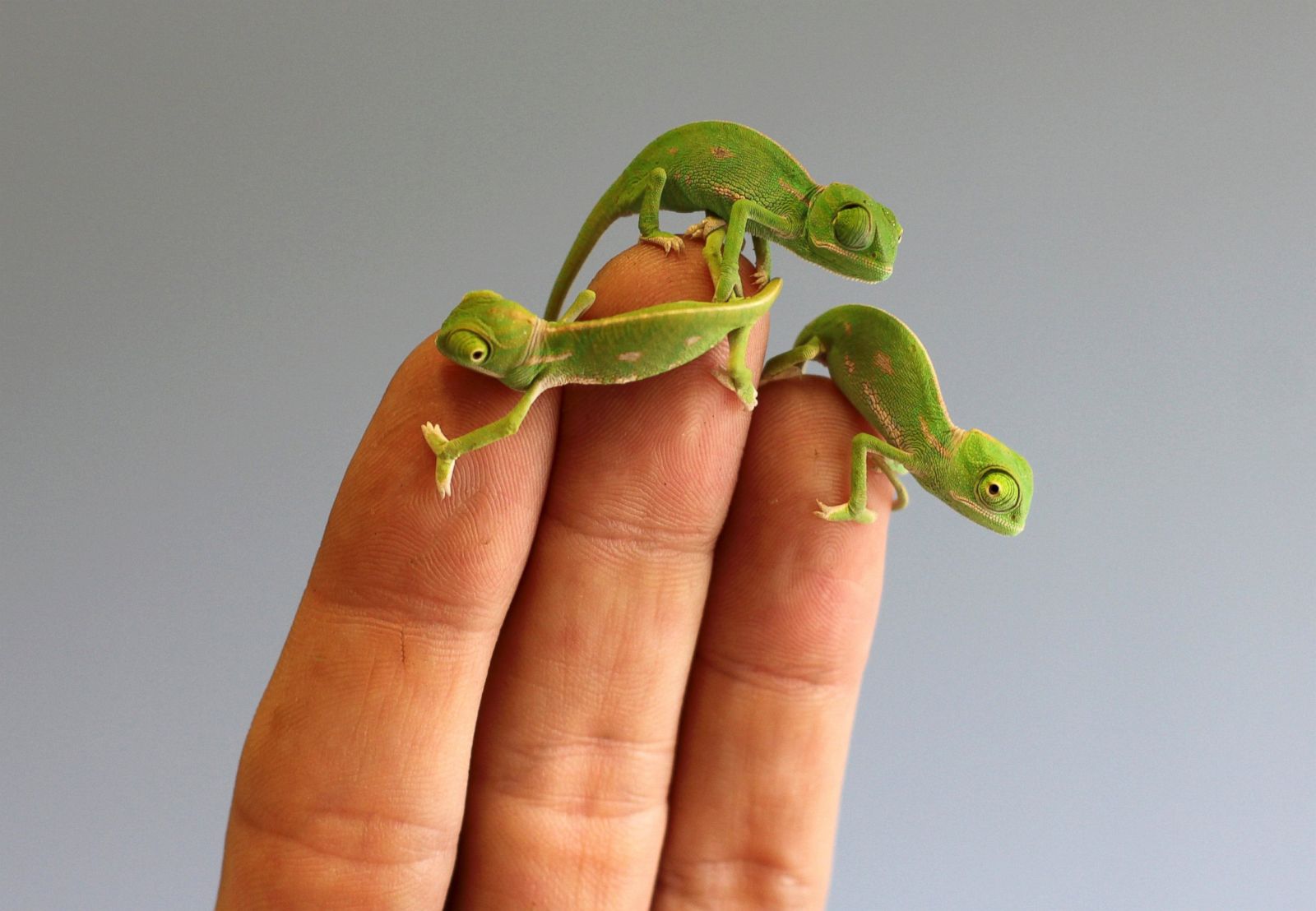 Baby Chameleons as Tiny as Your Fingertips Picture | Cutest baby