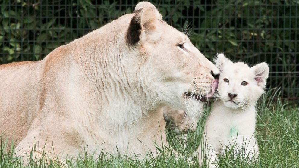 Photos:  White Lion Cleans Her Cub