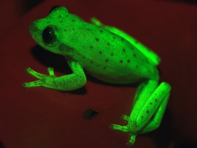 Check out this glow-in-the-dark frog