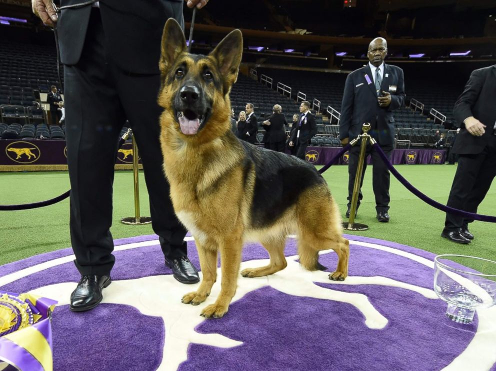 PHOTO: Rumor, a German shepherd, stands next to Kent Boyleshis, the handler after it won Best in Show at the Westminster Kennel Club 141st Annual Dog Show in New York, Feb. 14, 2017.