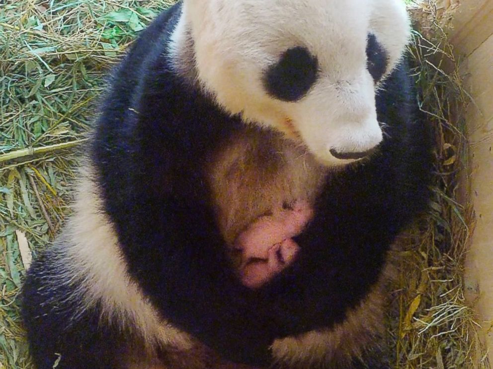 Giant Panda Surprises Vienna Zoo With Twins After Keepers Find Extra