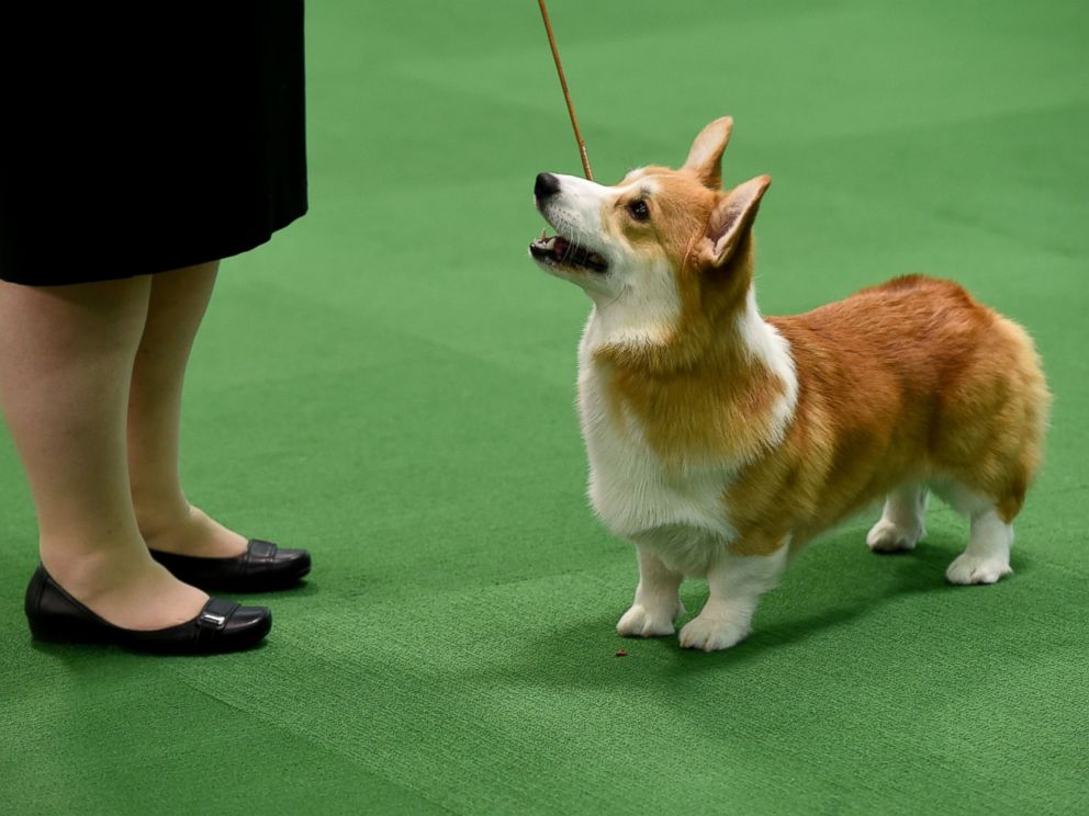 The Cutest Pups at the Westminster Kennel Club Dog Show ABC News