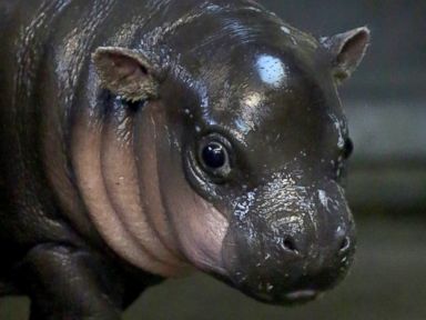 Photos: Rare Baby Hippo Prepares for a Swim