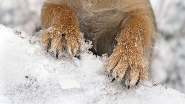 PawTection  Protect Your Dog's Paws From Snow, Ice and Heat – Only Dogs  Allowed