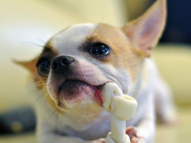 Do Dental Dog Treats Really Work?