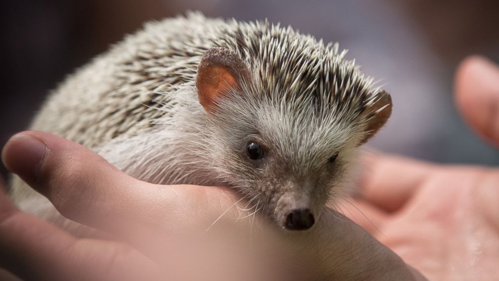 Micro Hedgehog