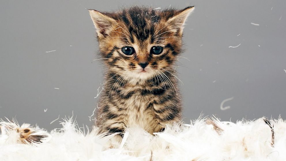 PHOTO: Kitten surrounded by feathers.