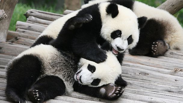 Panda Cam Offers Adorable Eavesdropping - ABC News