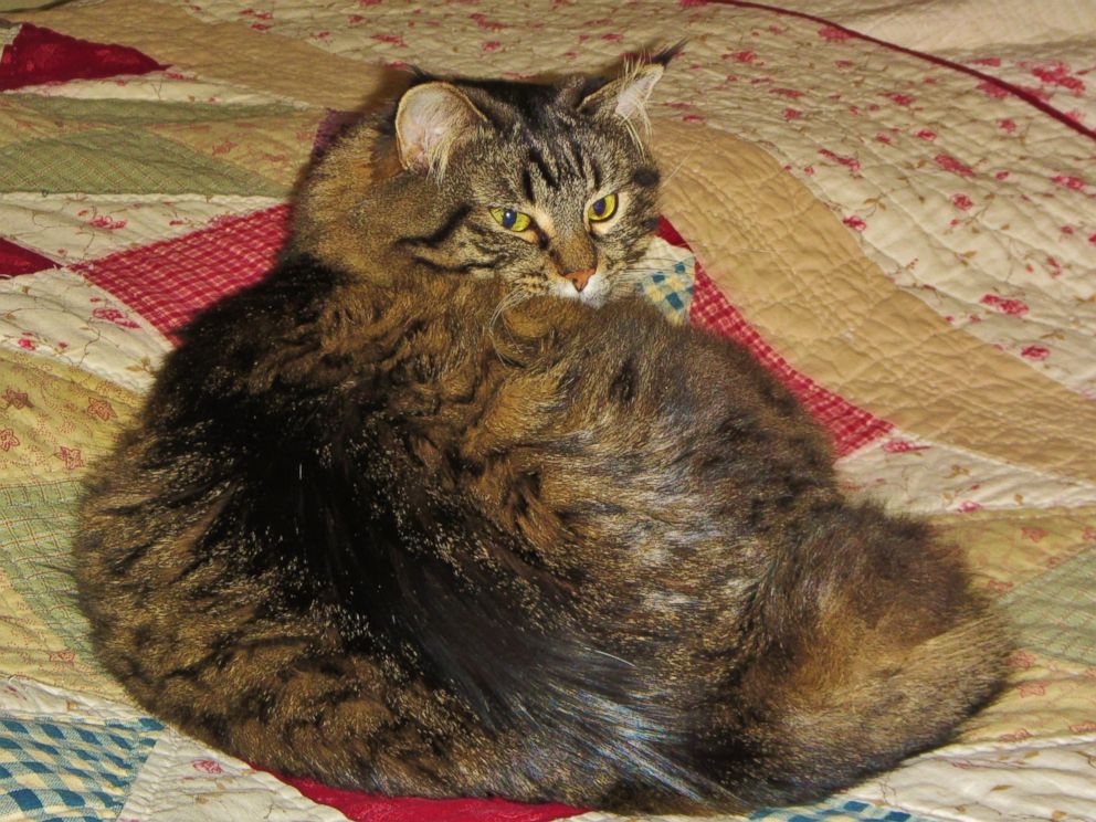 PHOTO: Hero cat named Grace saved Kevin and Annette Shanahan from carbon monoxide poisoning in Reedsburg, Wisconsin.