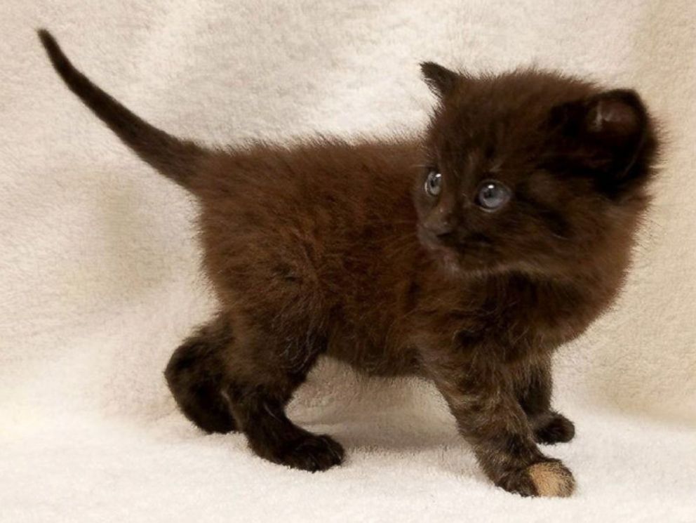 PHOTO: Burrito, a 6-week-old kitten, has beaten the genetic odds by being born a boy.