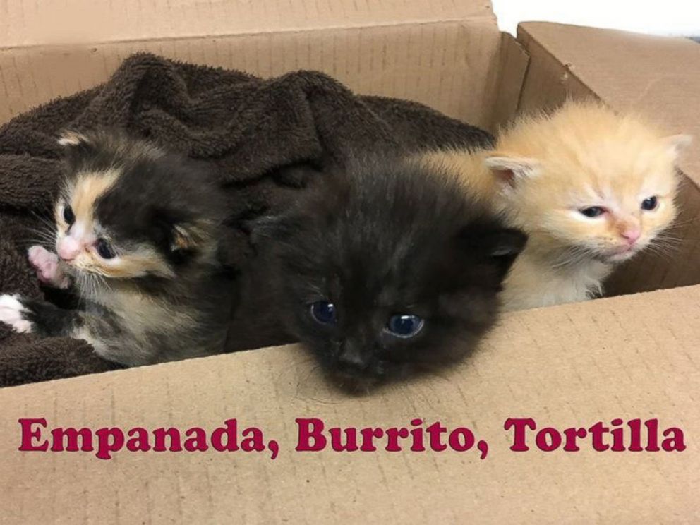 PHOTO: Burrito and his two siblings were dropped off by Good Samaritans at the Animal Welfare Association in the second week of April.