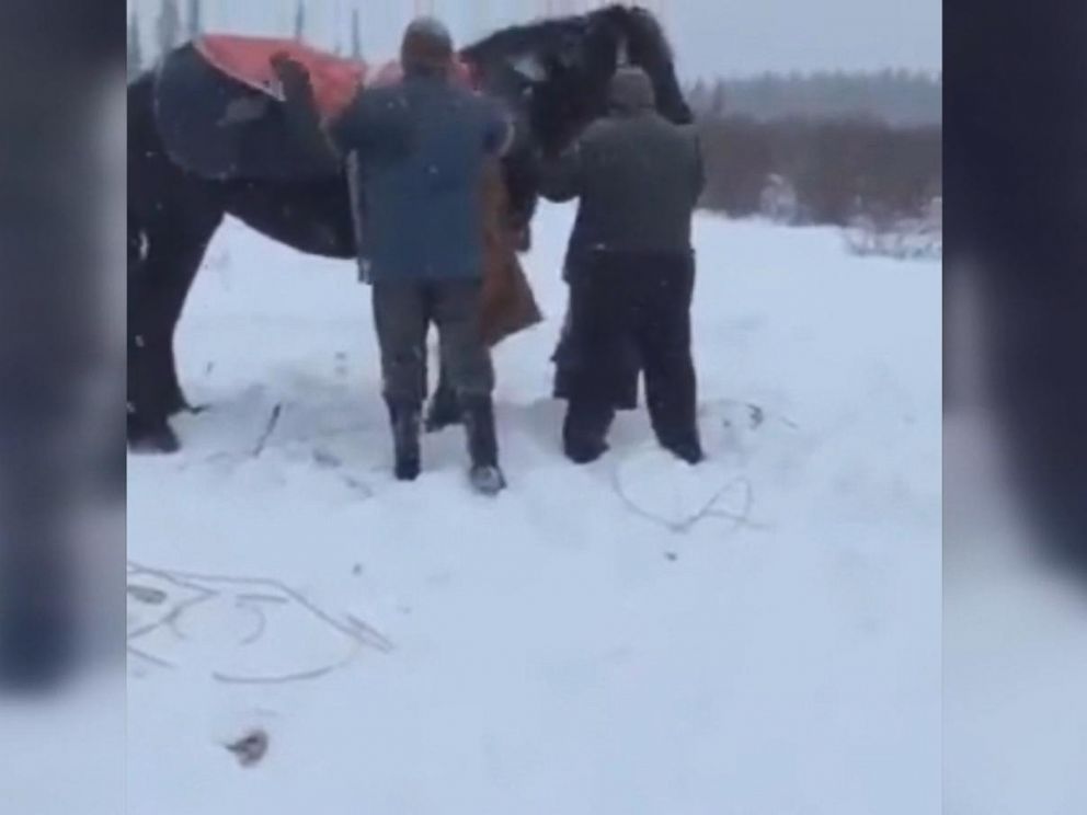 PHOTO: A group of farmers and firefighters helped rescue a horse that fell through an icy creek near the town of Rimbey in Alberta, Canada, on Jan. 9, 2017, according to Panoka County Fire Services.