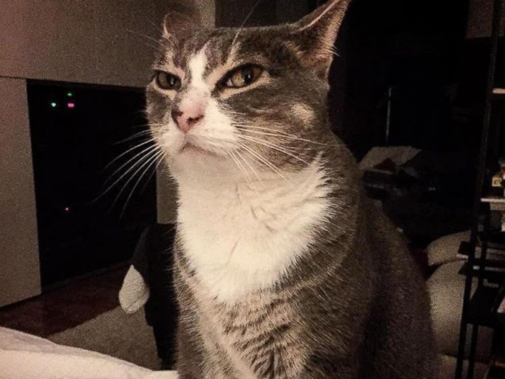 PHOTO: Mary Irwins ad for her lost cat warns her Charlotte, North Carolina, neighbors that her pet is kind of a jerk.
