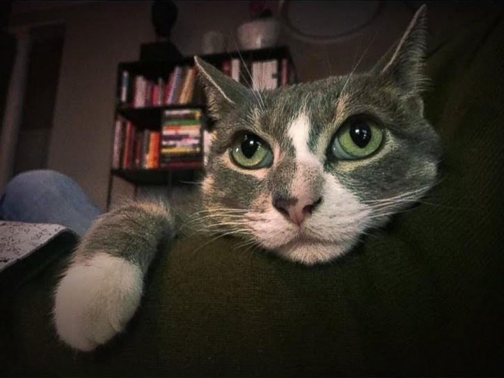 PHOTO: Mary Irwins ad for her lost cat warns her Charlotte, North Carolina, neighbors that her pet is kind of a jerk.