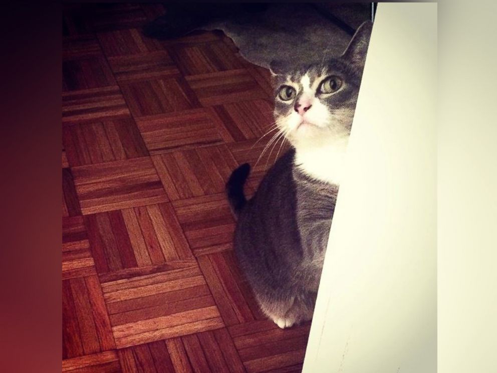 PHOTO: Mary Irwins ad for her lost cat warns her Charlotte, North Carolina, neighbors that her pet is kind of a jerk.