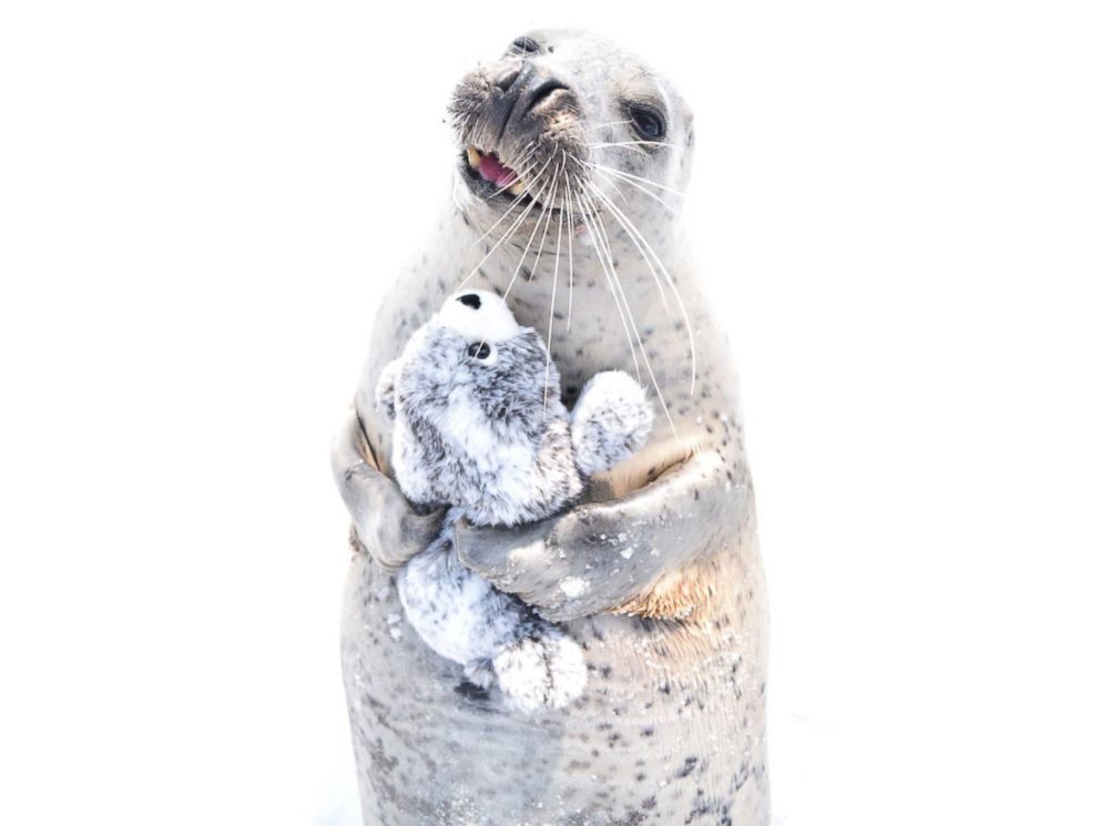 elephant seal stuffed animal