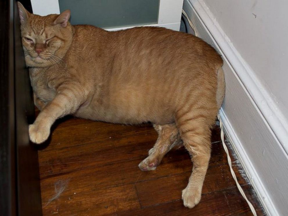 PHOTO: Symba the 35-pound cat has been adopted by Kiah Berkeley and Peter Sorkin of Mount Rainier, Maryland.