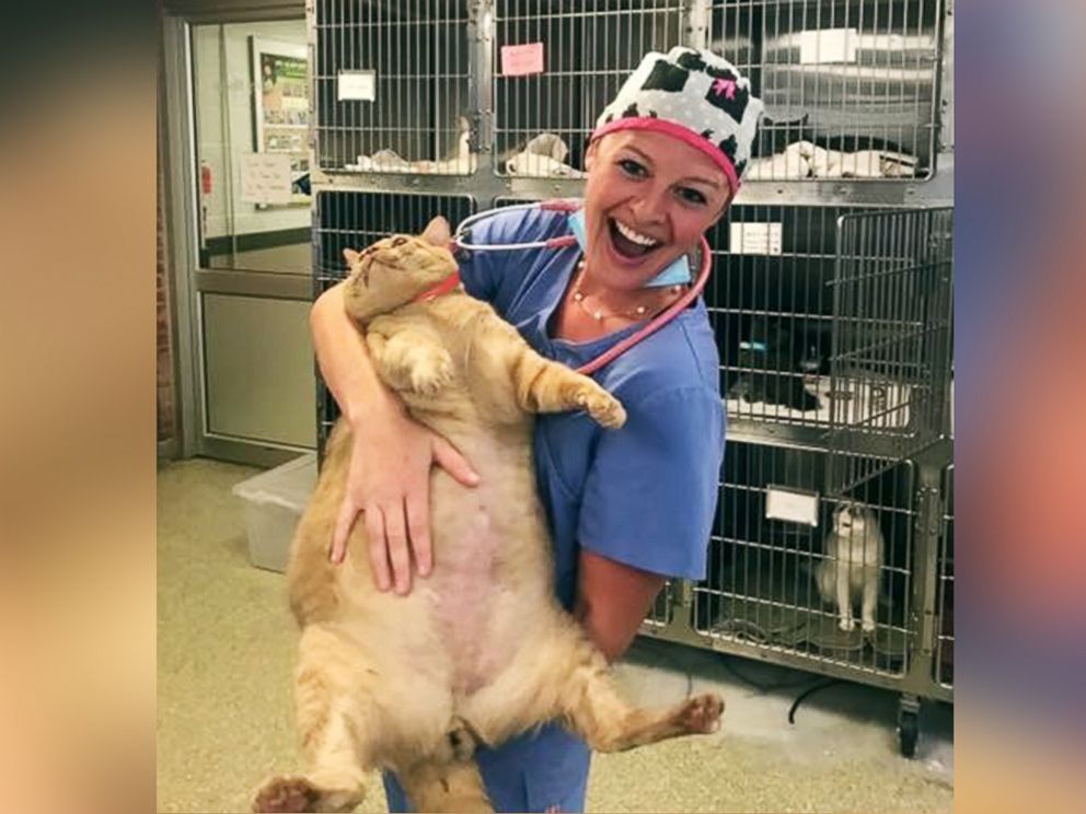 PHOTO: Symba the 35-pound cat is looking for a loving, fur-ever home in Washington, D.C.