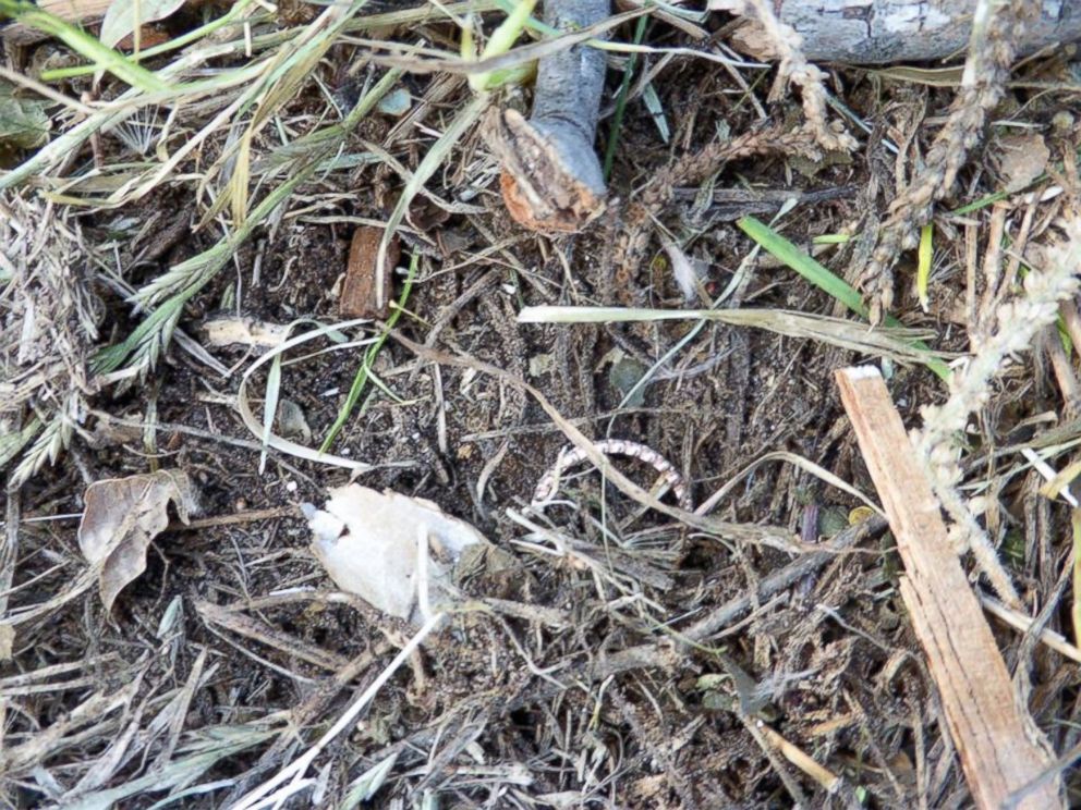 PHOTO: Hobby metal detector Nathan Wright found Ariel Dukes wedding rings among the debris after a tornado destroyed her Canton, Texas, home.