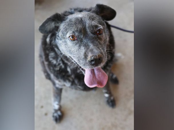 PHOTO: Ricky Bobby, a 13-year-old Australian Cattle dog, was rescued this month in California after waiting in the yard for his deceased owner. 