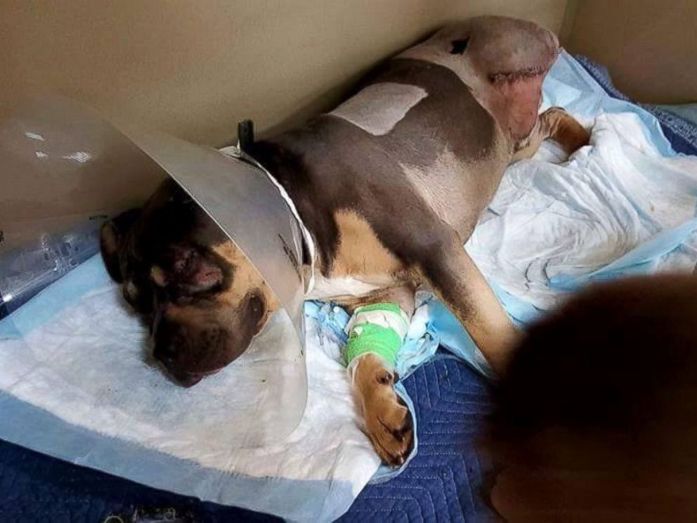 PHOTO: Loki miraculously survived after being hit by 13 trains last Wednesday, Feb. 17, 2016 in Kuna, Idaho. He lost an eye, a leg and his tail.