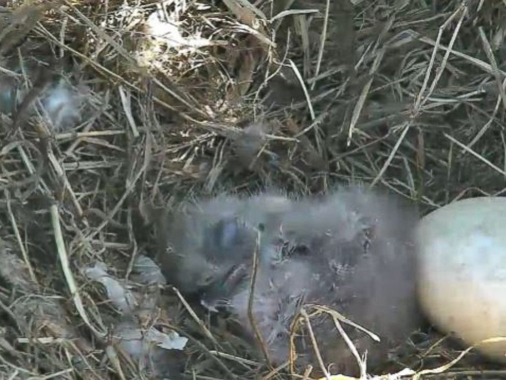 PHOTO: For most of the eaglets first day out of its egg, it remained curled up and sleeping in the nest.