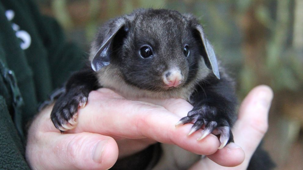 Photos:  A Yellow-Bellied Glider Hangs Out at the Zoo