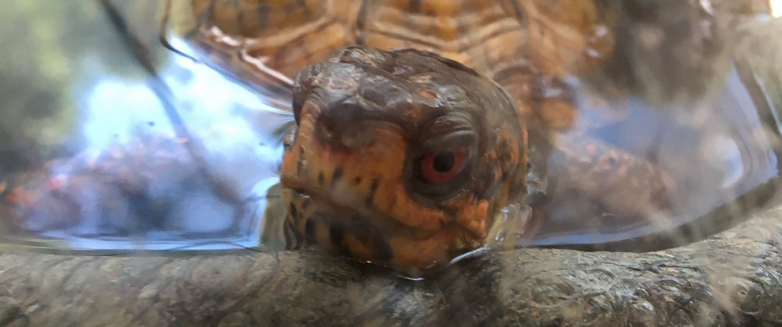 BBC Natures Turtle Nursery: Inside the Nest 2018 HD