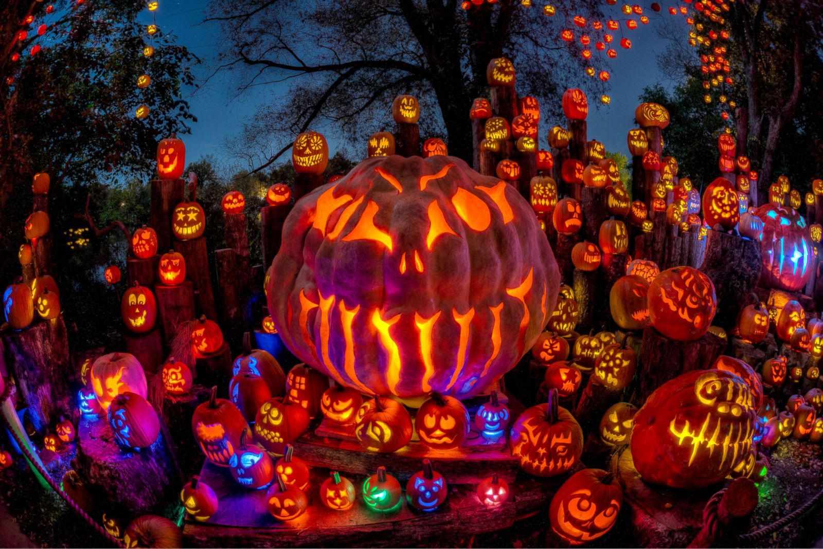 Halloween 2014 Amazing Pumpkin Carvings Photos Image 2 ABC News