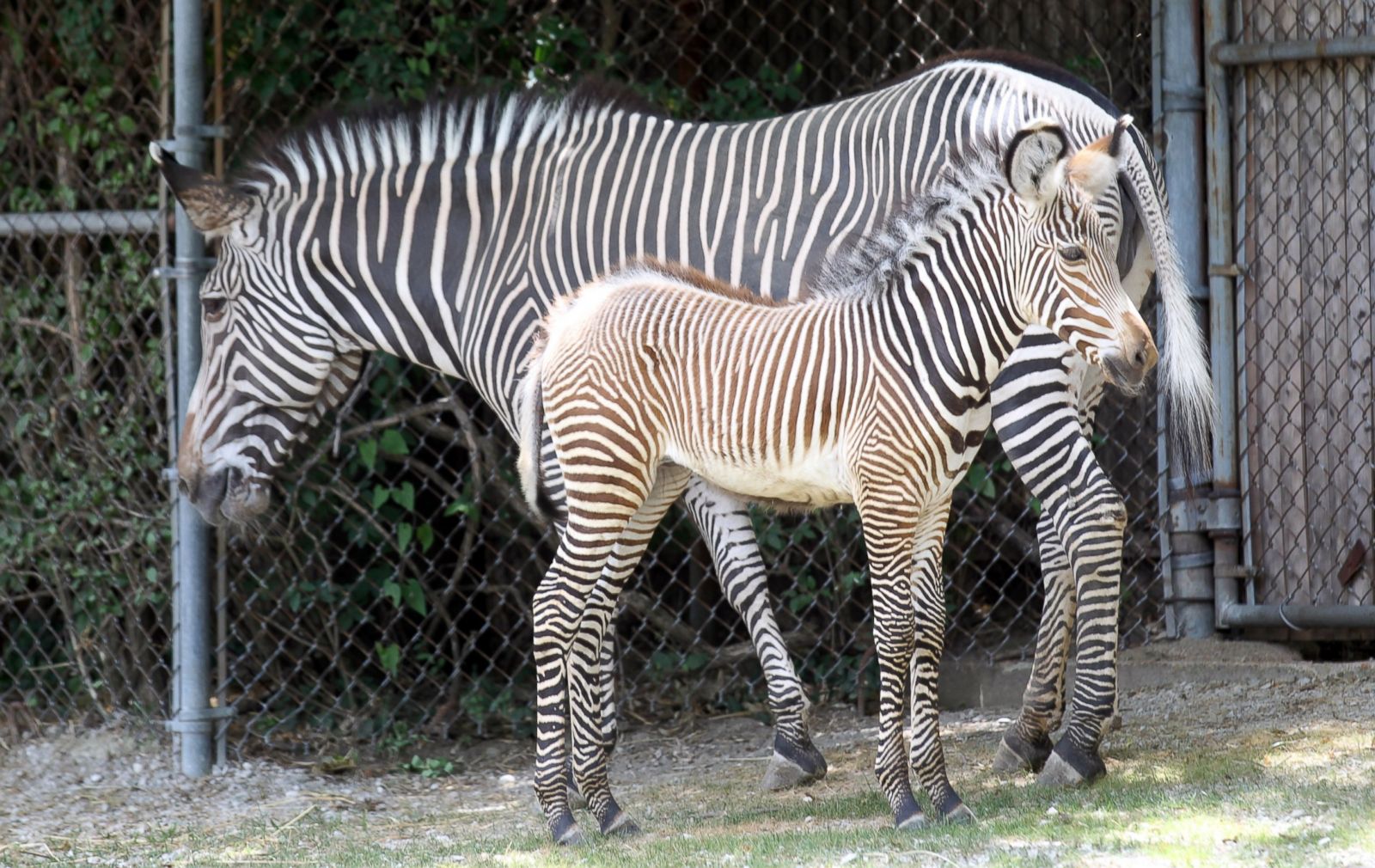 Baby Zebra's First Close Up Picture Cutest baby animals from around