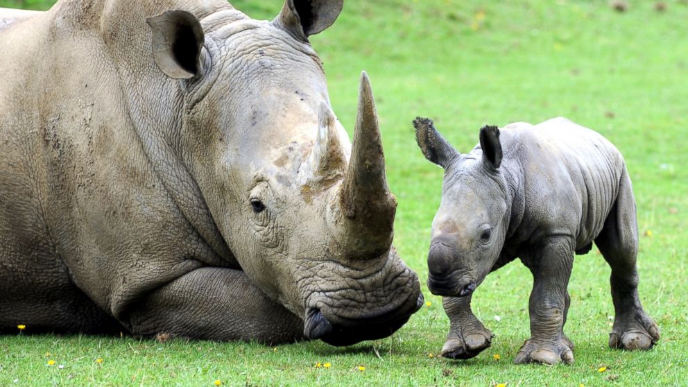 Photos:  Baby White Rhino Plays With Mom