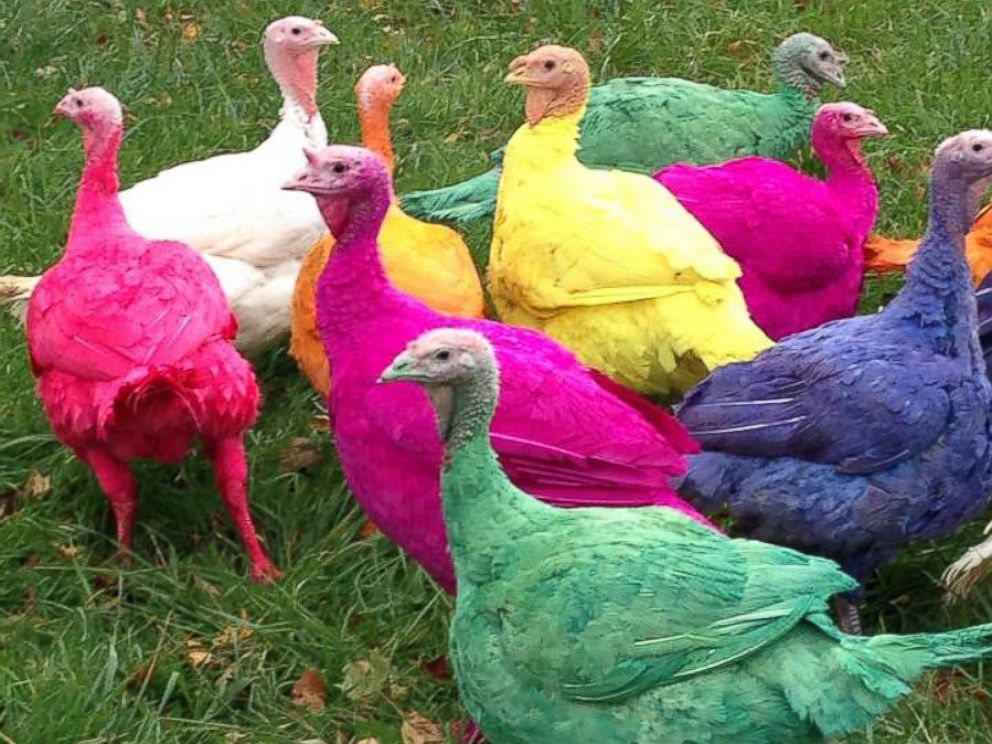 Colored Turkeys the Hit of Connecticut Turkey Farm ABC News