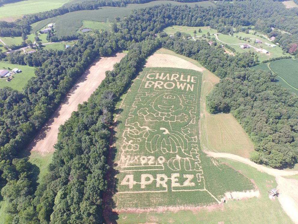 'Peanuts' Corn Mazes Crop Up For 50th Anniversary Of 'It's The Great ...