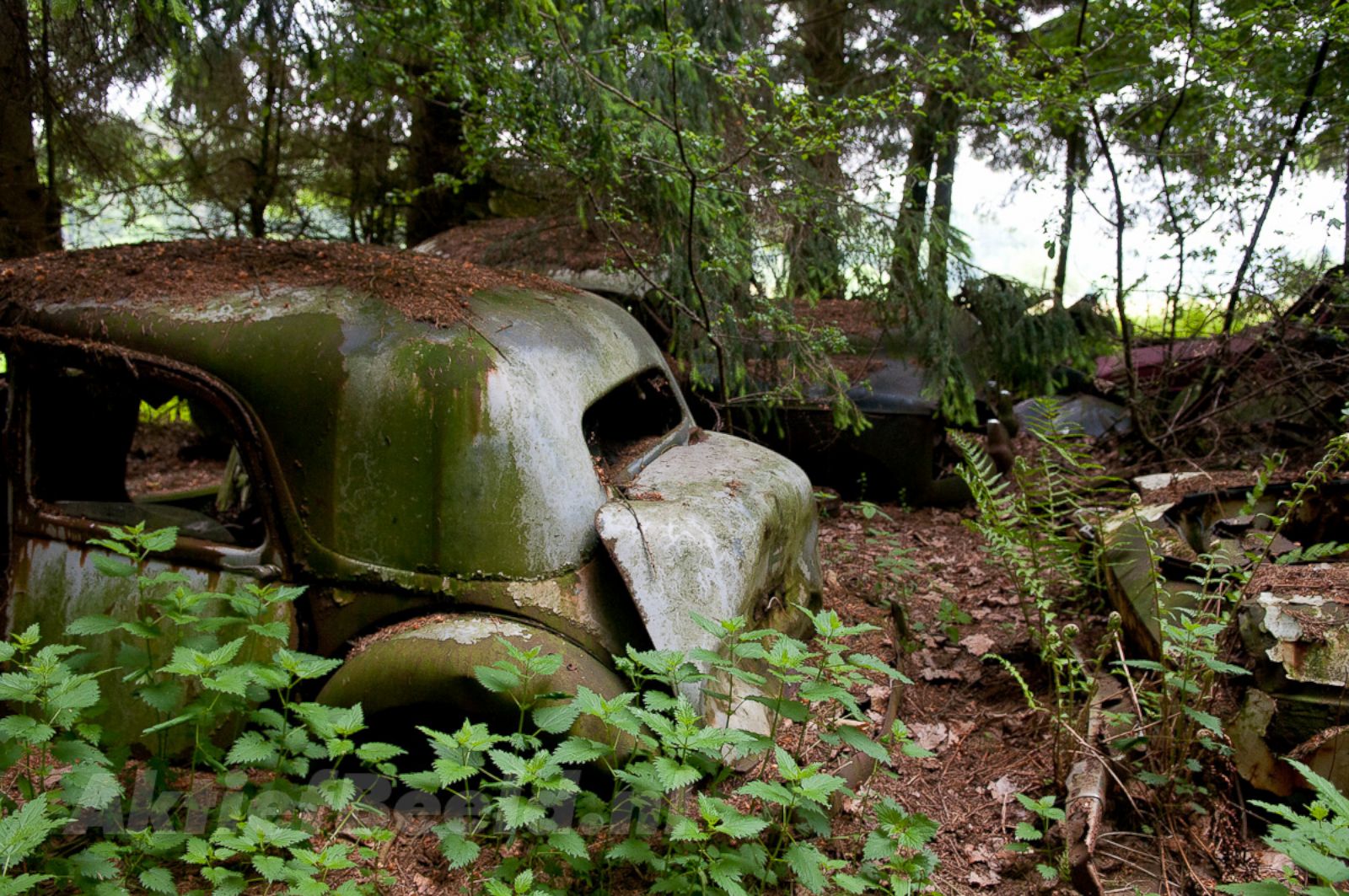 Forest Full Of Abandoned Cars Photos Image 4 Abc News