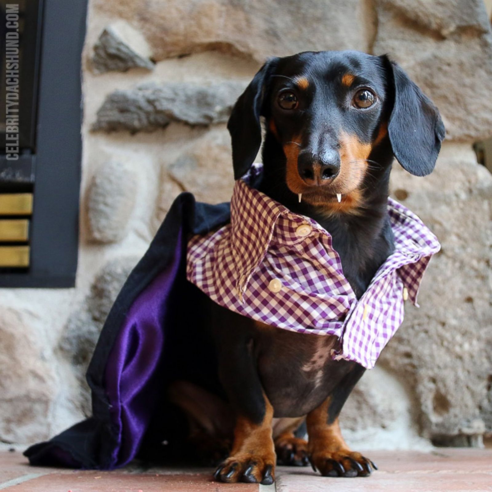 Dachshund Halloween Costume
 Crusoe the Halloween Favorite Picture