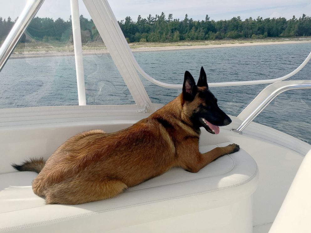 PHOTO: Rylee, a 10-month-old Belgian Malinois, was reunited with her owners on Aug. 29, 2016, after she apparently swam over six miles to shore after falling off a boat in the middle of Lake Michigan on Aug. 28, 2016.