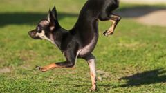 paws crushes
