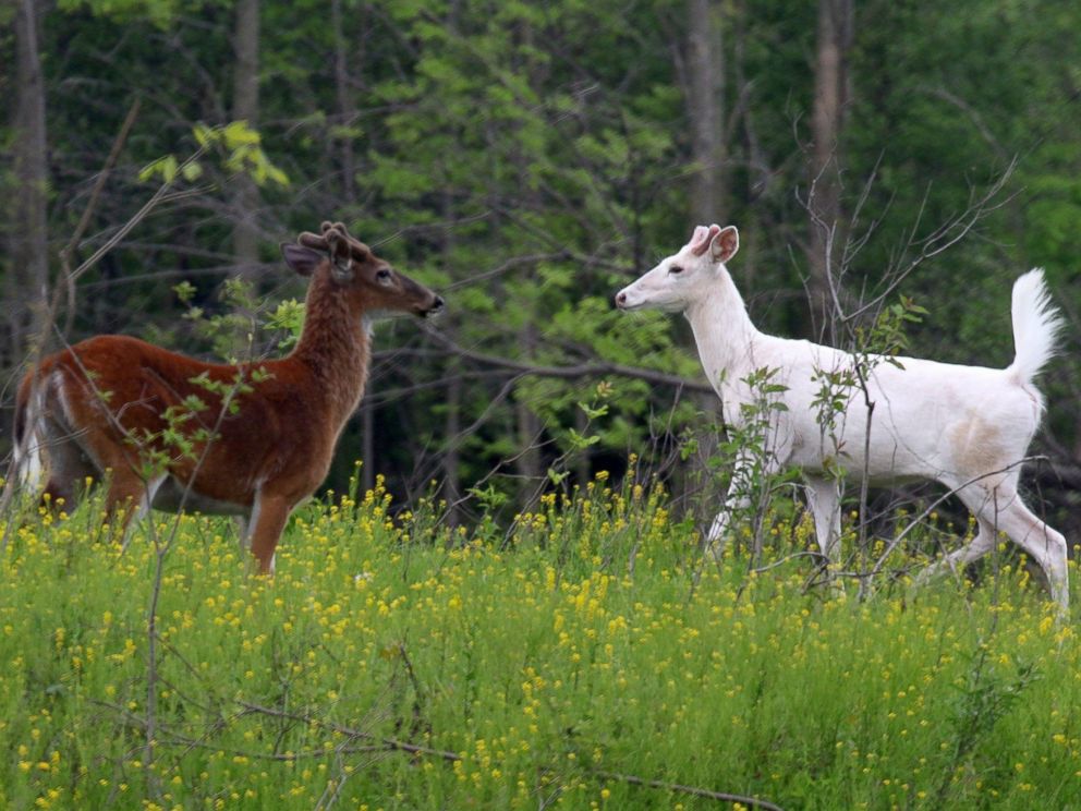PHOTO: Two white-tailed deer bucks meeting and eating in one of the new food plots at the former Seneca Army Depot.