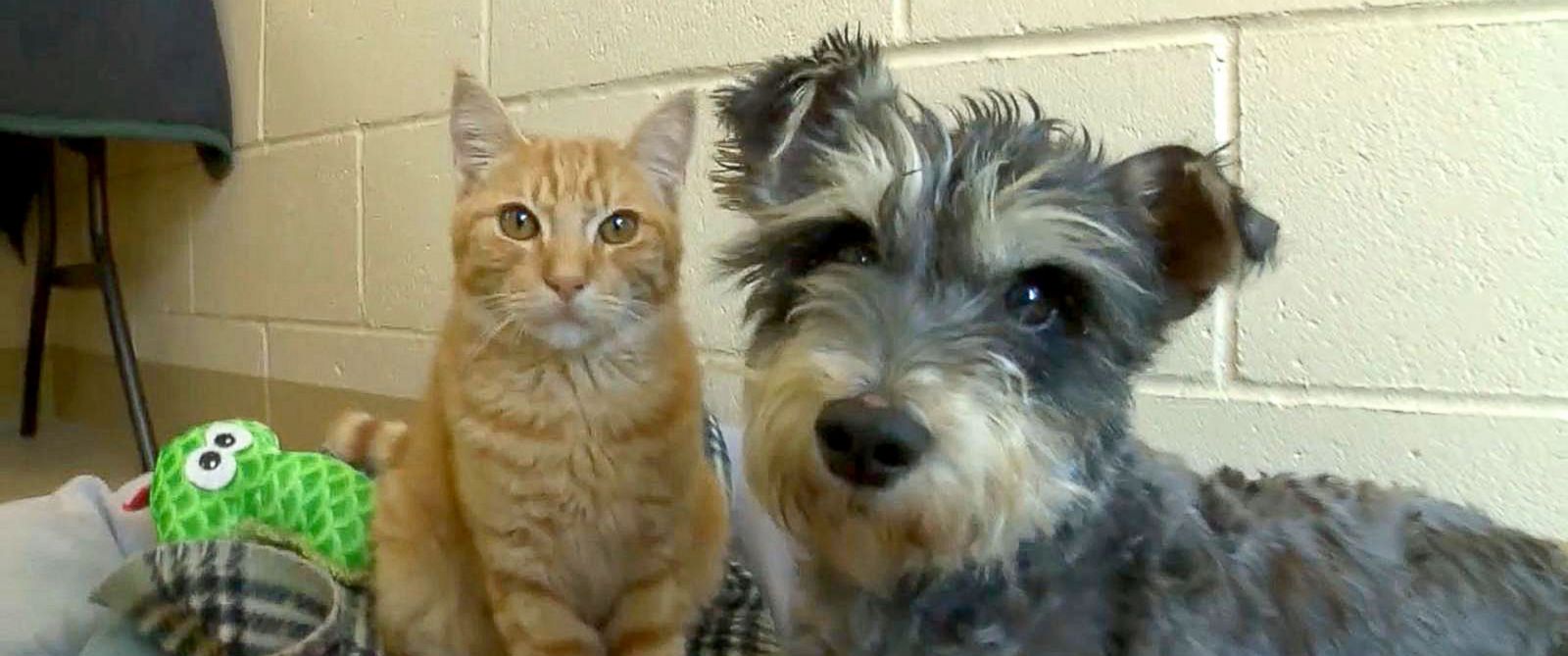 Meet Romeo the Cat and Juliet the Dog, StarCrossed Lovers