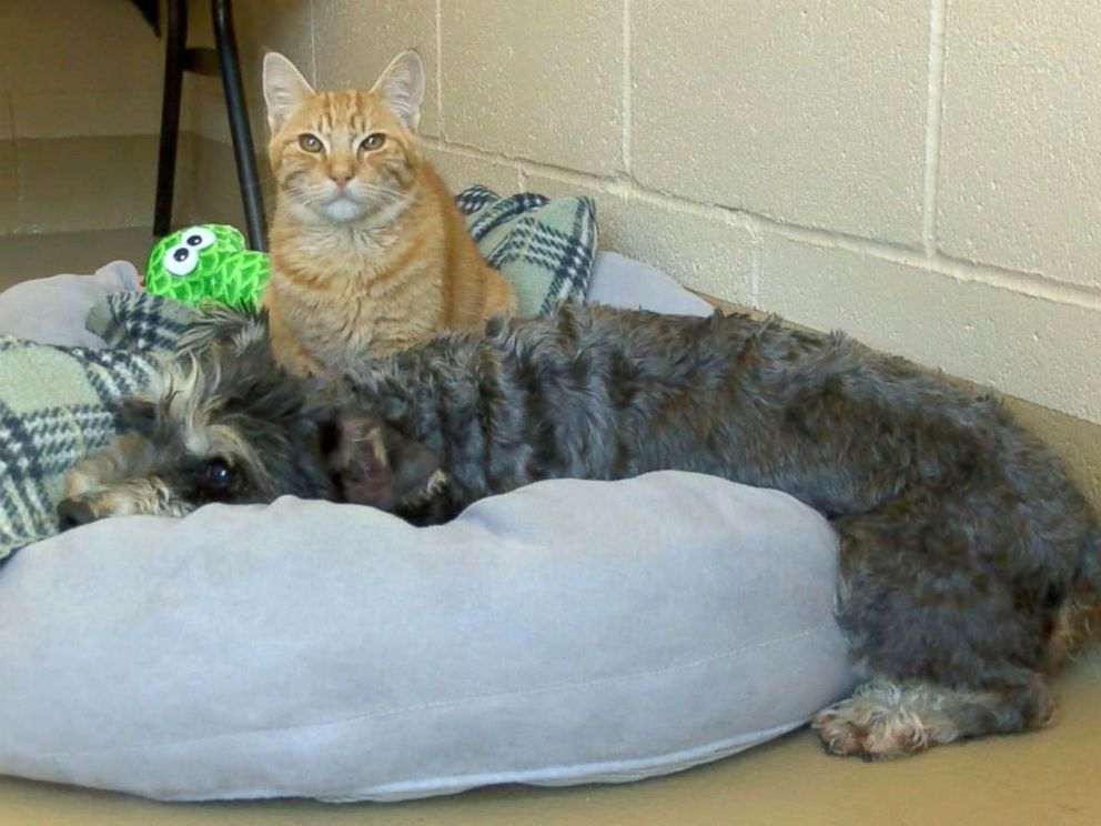 Meet Romeo the Cat and Juliet the Dog, StarCrossed Lovers