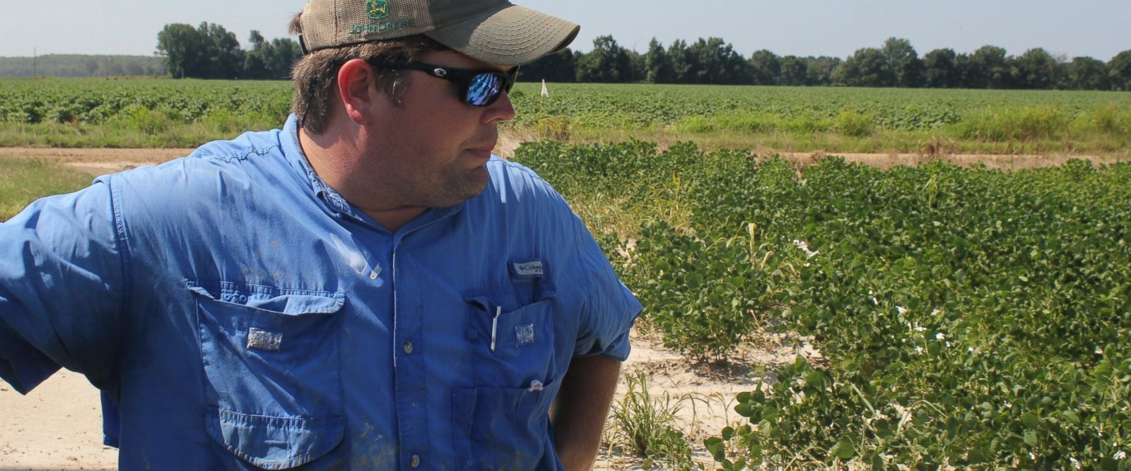 In this Tuesday, July 11, 2017, photo, East Arkansas soybean farmer Reed Storey looks at his field in Marvell, Ark. Storey said half of his soybean crop has shown damage from dicamba, an herbicide that has drifted onto unprotected fields and spawned 